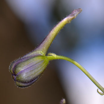 Delphinium scaposum, Tall Mountain Larkspur